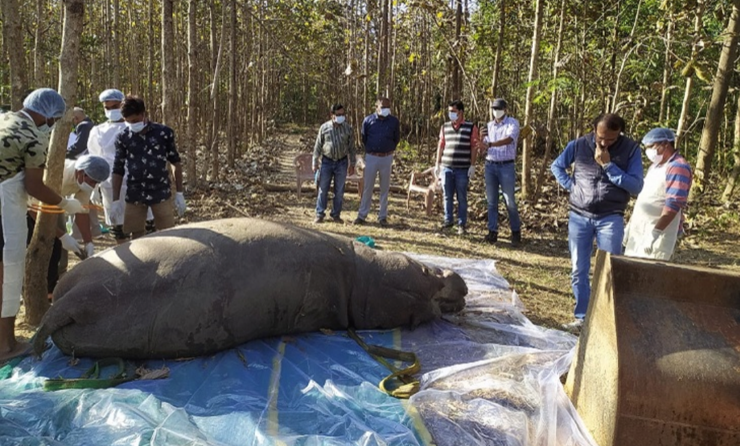 बिलासपुर कानन पेंडारी में मादा हिप्पो ने हार्ट अटैक से दम तोड़ा