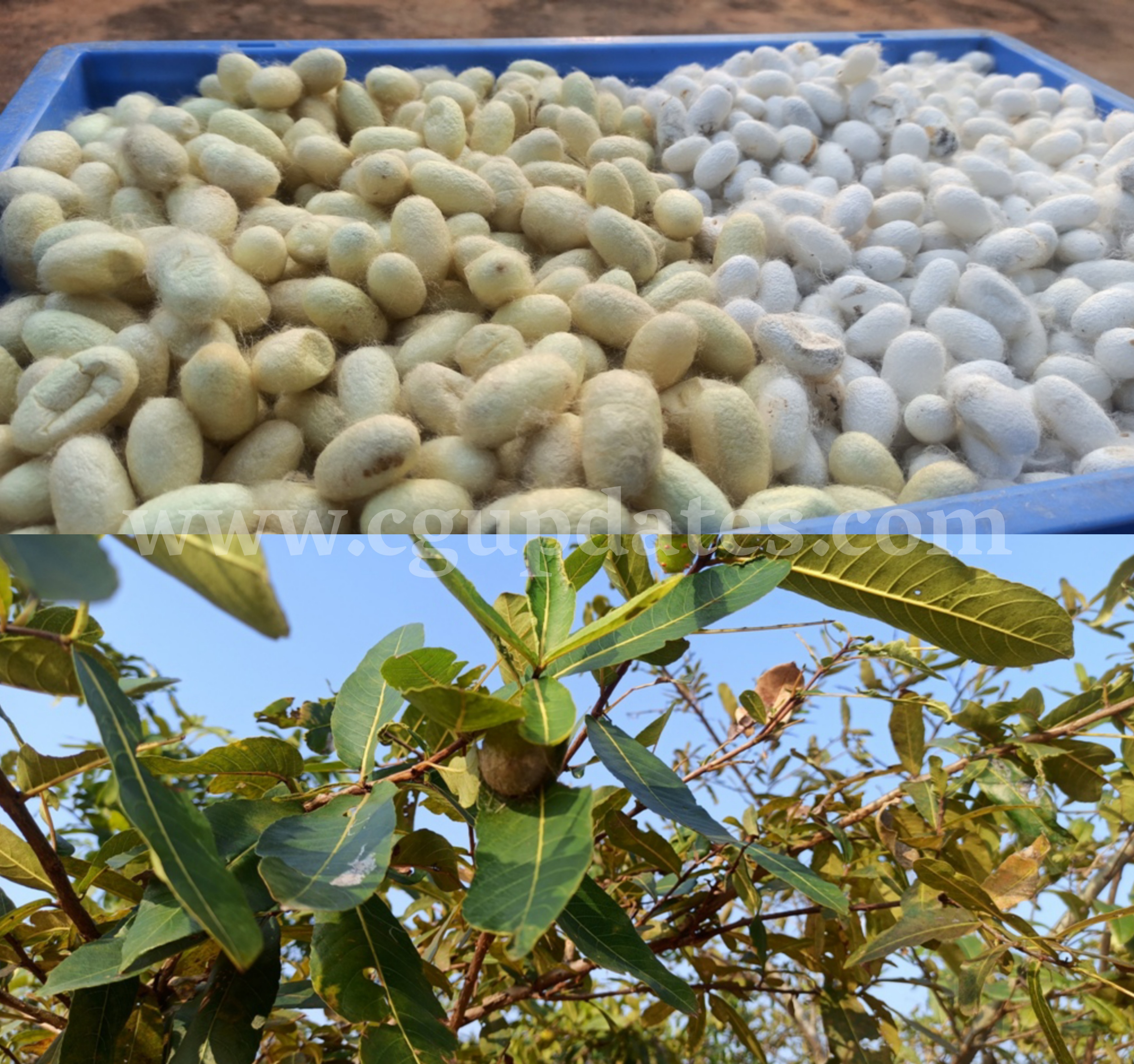 कोसा उत्पादन में कोरिया अग्रणी जिलों में शामिल : 19 लाख से अधिक नग कोसे का हुआ उत्पादन..चाम्पा से लेकर पश्चिम बंगाल तक की जा रही है कोसा की आपूर्ति,  महिला समूहों को मिल रहा है रोजगार 