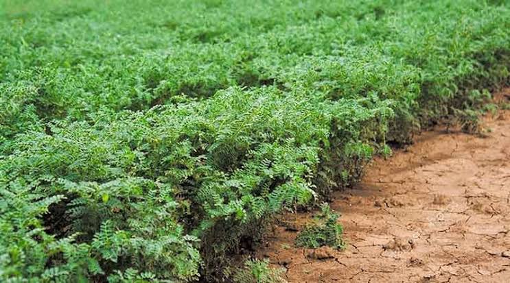 रायपुर : छत्तीसगढ़ में चने की खेती का बढ़ता क्रेज.. एक साल में चने के रकबे में 52 हजार हेक्टेयर की रिकार्ड वृद्धि ..यह बढ़ोत्तरी बीते सालों की औसत वृद्धि से 5 गुना से भी ज्यादा..छत्तीसगढ़ में इस साल 4.15 लाख हेक्टेयर में हो रही चने की खेती..