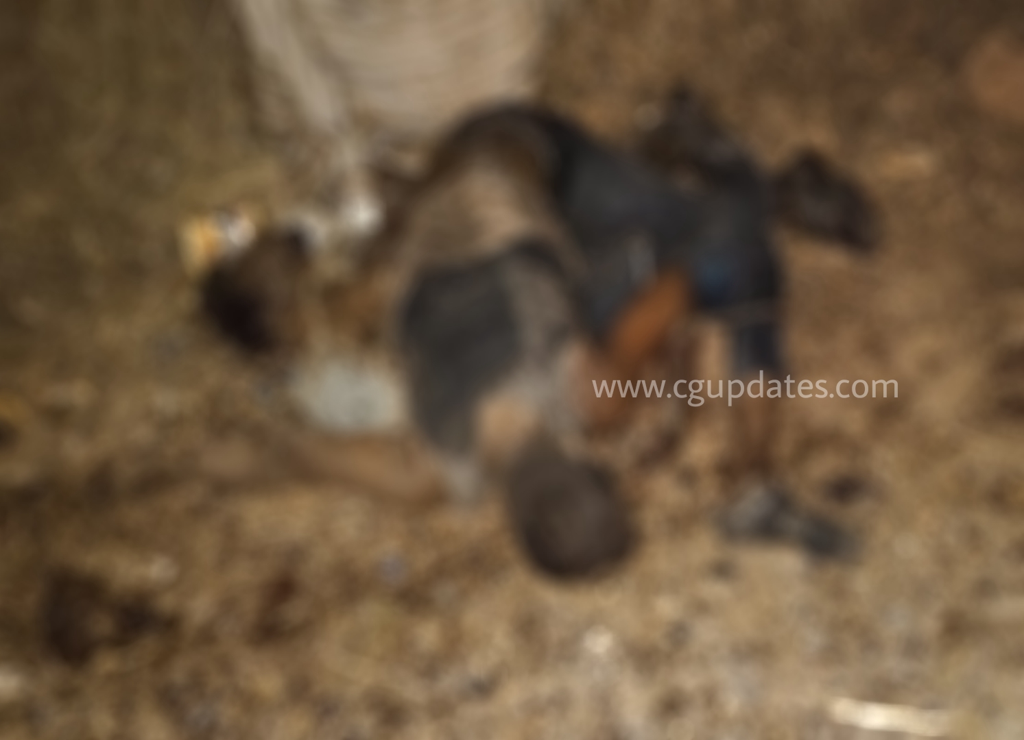 छत्तीसगढ़ में भीषण सड़क हादसा हाइवा के टक्कर से 5 फिट तक हवा में उपर गई ऑटो 4 की मौत...