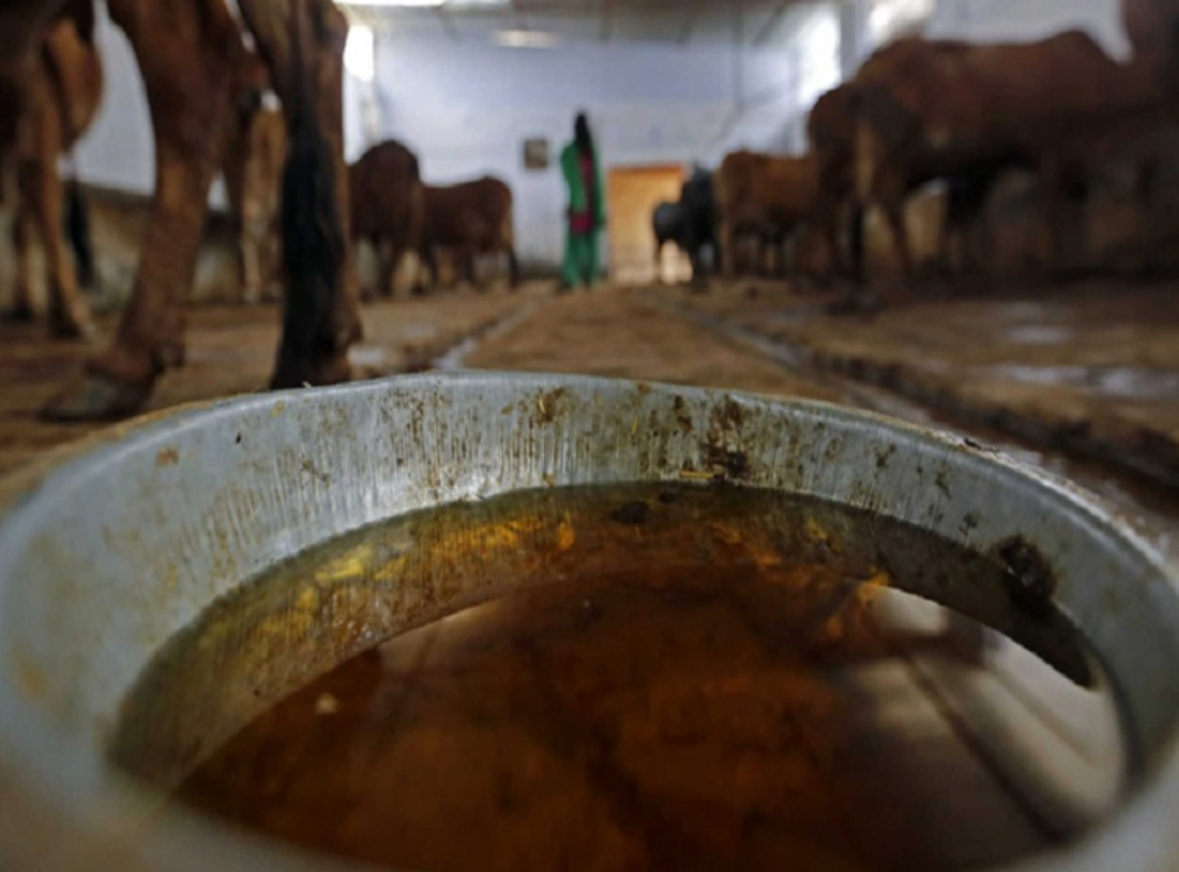 छत्तीसगढ़ में गोबर की खरीदी के बाद अब सरकार खरीदेगी गौ मूत्र देखए इतने रूपए लीटर की कीमत में खरीदा जाएगा गौमूत्र