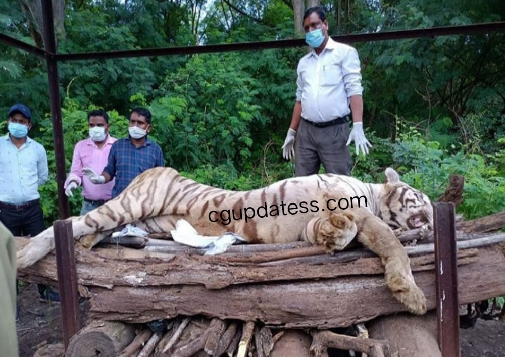 छत्तीसगढ़ मैत्रिबाग  में वाइट टाइगर  ' किशन ' की मौत :  9 साल के बाघ ने दम तोड़ा ; कैंसर से था पीड़ित 