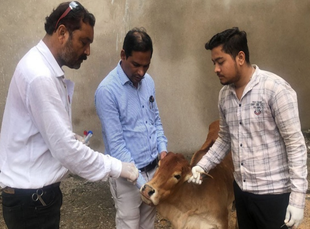 छत्तीसगढ़ में लंपी वायरस की दस्तक कई मवेशियों में मिले लक्षण ,जांच के लिए भेजे गए सेंपल