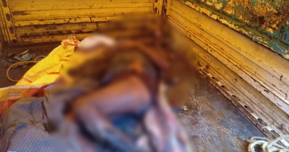 छत्तीसगढ़ में हाथियों का आतंक जारी, यहां पुटु बीनने जंगल गए वृद्ध को कुचलकर उतारा मौत के घाट