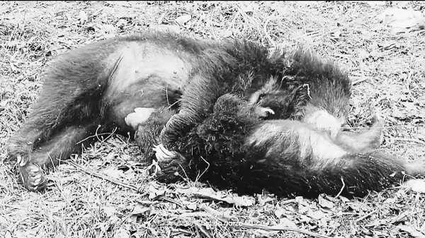 खेत में मिला मादा भालू और शावक का शव, करंट की चपेट में आने से मौत