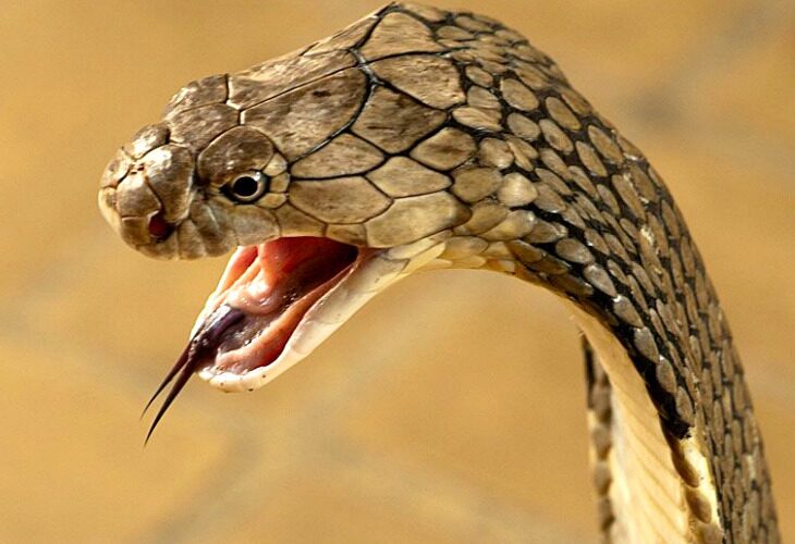 घर में घुसे कोबरा सांप को निकाल रहे थे बाहर, सर्पदंश से हो गई दो लोगों की मौत