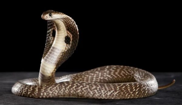 रात में सोने के दौरान सांप के डसने से गर्भवती महिला की मौत, पेट में पल रहे 8 माह के बच्चे की भी कई जान 