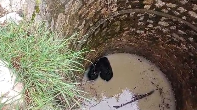 CG NEWS : कुएं में गिरे दो भालू, वन विभाग की टीम ने रेस्क्यू कर निकाला बाहर&hellip;. 