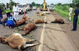 अज्ञात वाहन ने मवेशियों को रौंदा, मौत