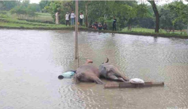 बिजली विभाग की लापरवाही : खेत में काम करने के दौरान हाईटेंशन तार की चपेट में आए किसान और दो भैंस, मौत