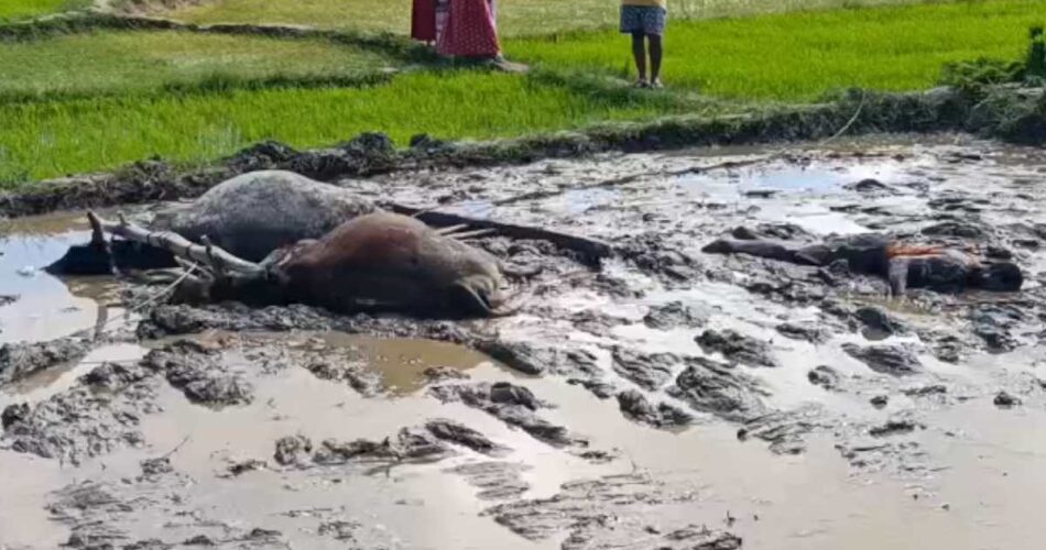बिजली विभाग की लापरवाही : खेत की जुताई कर रहे किसान पर गिरा हाई टेंशन तार, मौके पर हुई मौत, मवेशियों की भी गई जान