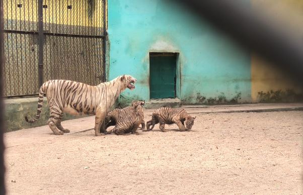 मैत्री बाग जू में आए नए मेहमानों का हुआ नामकरण, इन नामों से जाने जाएंगे व्हाइट टाइगर के तीनों शावक&hellip;