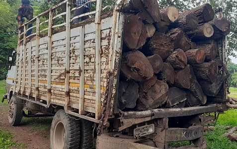 वन विभाग की कार्रवाई में अवैध लकड़ियां और गाड़ी जब्त