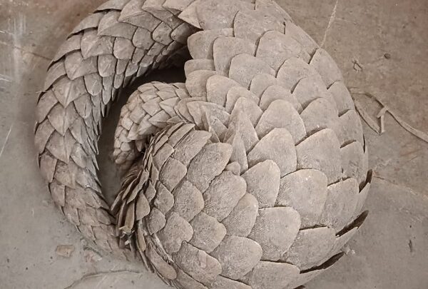 पैंगोलिन के साथ एक युवक गिरफ्तार, बेचने के लिए ग्राहक की तलाश में था आरोपी