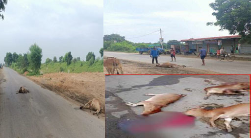 खून से सनी सड़क : तेज रफ्तार वाहन ने मवेशियों को रौंदा, 9 की मौत, ग्रामीणों में आक्रोश
