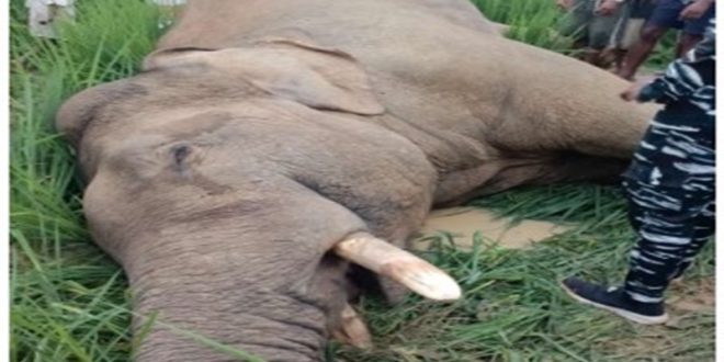 धरमजयगढ़ रेंज में फिर एक हाथी की मौत, मेड़रमार में संदिग्ध परिस्थितियों में मिली लाश &hellip;