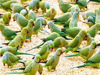 वन विभाग ने तोता बेचते दो आरोपियों को किया गिरफ्तार