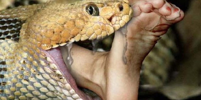 जहरीले सांप ने मासूम को डसा, इलाज के दौरान मौत, परिवार में पसरा मातम&hellip;