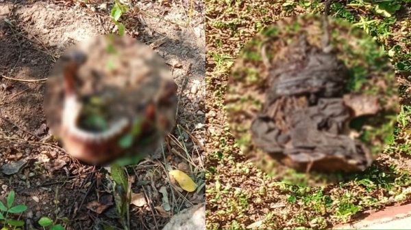 CG : जंगल में टुकड़ों में मिला नर कंकाल...मौके पर पहुंची पुलिस और फोरेंसिक टीम