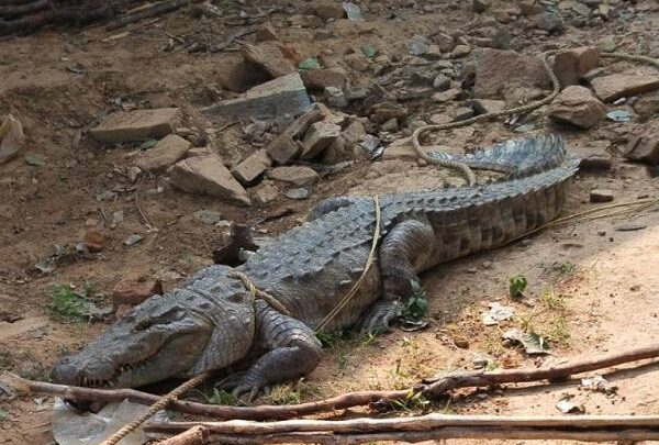 घर में घुस आया विशालकाय मगरमच्छ, पोते को बचाने भिड़ गया दादा, जानें फिर क्या हुआ&hellip;