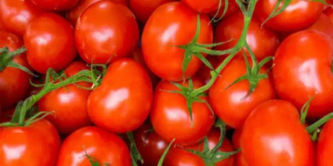 प्रदेश में टमाटर की अच्छी फसल होने के बावजूद बिक रहा महंगा, जाने क्या है इसके कारण?