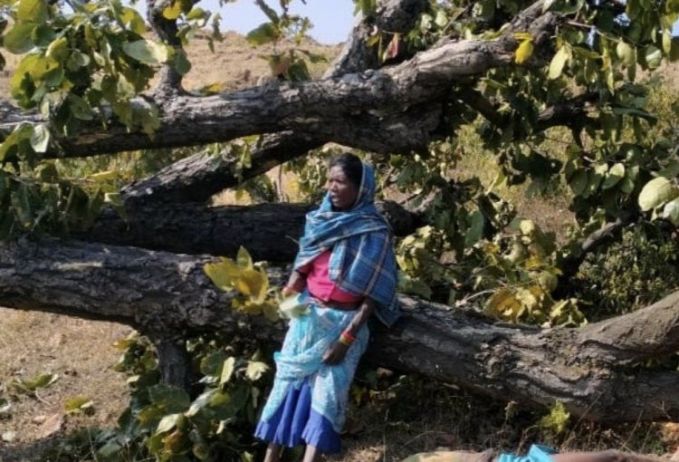छत्तीसगढ़ जिस पेड़ को काटने गया ग्रामीण उसी पेड़ ने ली उसकी जान आधा पेड़ काटने के बाद उसी पेड़ के नीचे कर रहा था आराम फिर...
