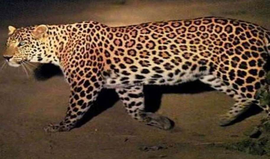 छत्तीसगढ़ धान की रखवाली के लिए कोठार में सो रही महिला पर तेंदुए ने किया हमला, सर धड़ से अलग कर 100 मीटर घसीटा, मौत