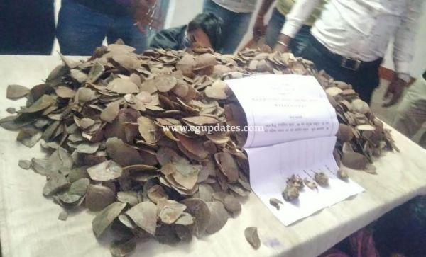 बड़ी मात्रा में पैंगोलिन स्केल जप्त: आरोपियों के खिलाफ वन अपराध के प्रकरण दर्ज