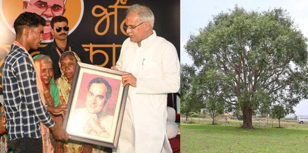 सवा सौ फीट का पेड़ बन चुका पूर्व प्रधानमंत्री श्री राजीव गांधी के द्वारा भेंट किया पीपल का पौधा, आनंदपुर गांव के विशेष पिछड़ी जनजाति पंडो के रामचरण साय को पौधा देकर कहा था- देखभाल कर बड़ा करना...38 साल पहले जुलाई 1984 में परिवार सहित आनंदपुर आये थे श्री राजीव गांधी...