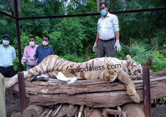 छत्तीसगढ़ मैत्रिबाग  में वाइट टाइगर  ' किशन ' की मौत :  9 साल के बाघ ने दम तोड़ा ; कैंसर से था पीड़ित 