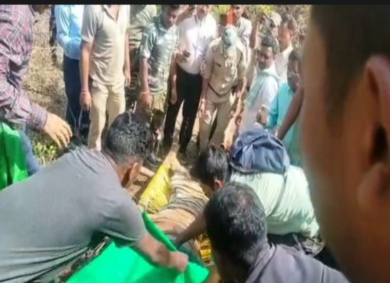 3 युवको की जान लेने वाले घायल बाघ को वन विभाग ने रेस्क्यू कर पकड़ा देखे वीडियो कैसे किया गया काबू अब उपचार के लिए भेजा गया  रायपुर