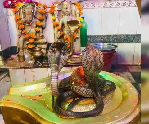 सावन में हर साल भोलेनाथ के दर्शन को पहुँचता है नाग-नागिन का यह जोड़ा, कई रहस्यों से जुड़ा है यह मंदिर