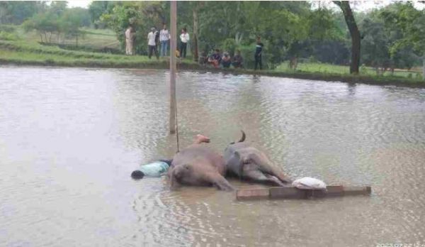बिजली विभाग की लापरवाही : खेत में काम करने के दौरान हाईटेंशन तार की चपेट में आए किसान और दो भैंस, मौत