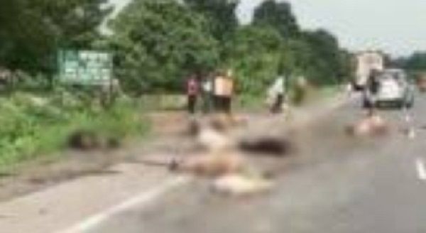 छत्तीसगढ़ में रफ्तार का कहर.. बस ने मवेशियों के झुंड को रौंदा, 17 मवेशियों की मौत