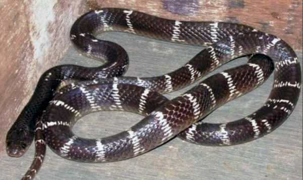 रात में सोते वक्त बिस्तर पर चढ़ाकर गर्भवती महिला को जहरीले सांप ने डंसा...घर में किलकारी गूंजने से पहले पसरा मातम..!!