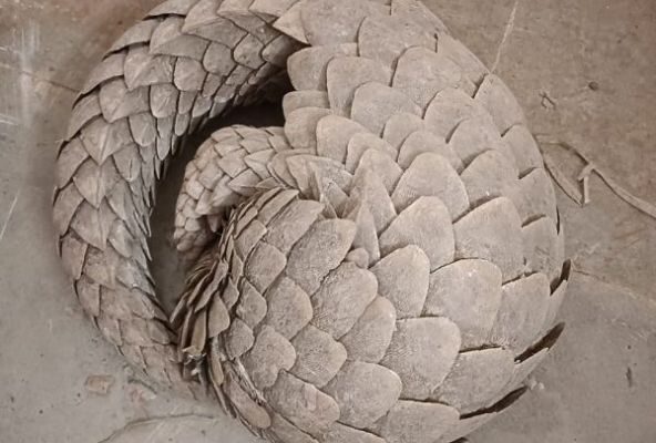 पैंगोलिन के साथ एक युवक गिरफ्तार, बेचने के लिए ग्राहक की तलाश में था आरोपी