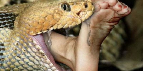 जहरीले सांप ने मासूम को डसा, इलाज के दौरान मौत, परिवार में पसरा मातम&hellip;