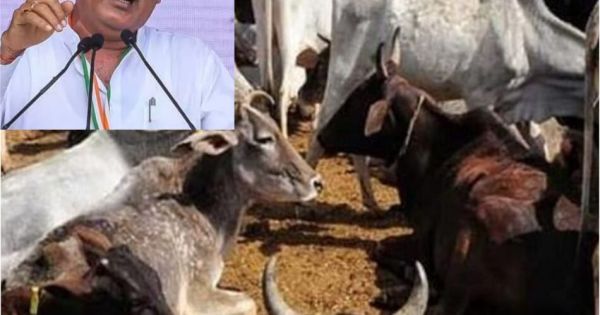 BREAKING : गौठानों में लगातार हो रही मवेशियों की मौत, अब एक्शन में भूपेश सरकार, जारी किए निर्देश 