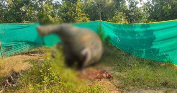 छत्तीसगढ़ : करंट की चपेट में आने से हाथी समेत 3 अन्य मवेशियों की मौत