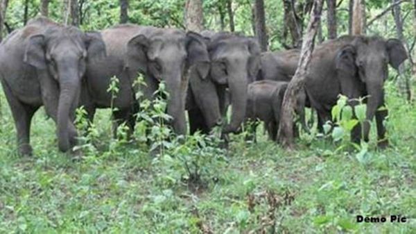 बालोद में फिर दंतैल हाथी की दस्तक ग्रामीणों की उड़ी नींद, वन विभाग ने अलर्ट रहने कहा 