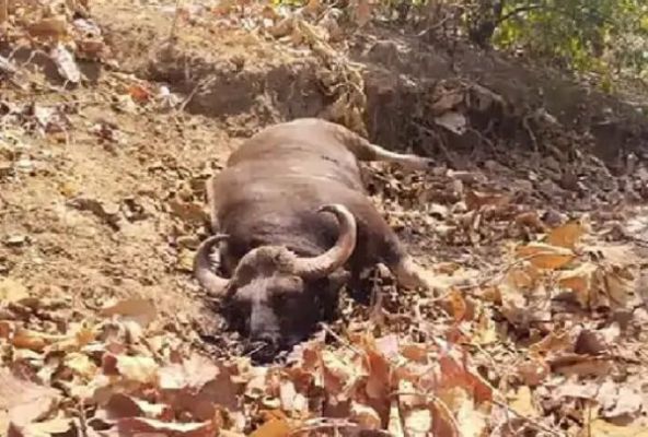 एटीआर से लगे जंगल में बाइसन की संदिग्ध मौत,करंट लगाकर शिकार करने की आशंका&hellip;.