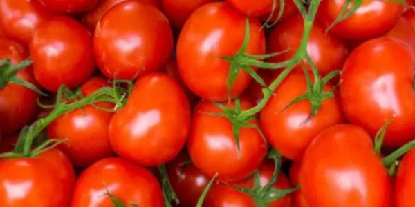 प्रदेश में टमाटर की अच्छी फसल होने के बावजूद बिक रहा महंगा, जाने क्या है इसके कारण?