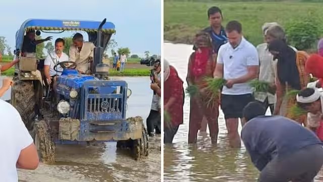 अचानक किसानों के बीच पहुंचे राहुल गांधी, चलाया ट्रैक्टर और खेतों में रोपे धान, देखें तस्वीरें