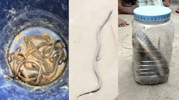 घर के अंदर से मिले 24 कोबरा सांप, रात भर चलता रहा रेस्क्यू