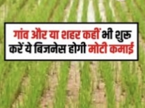 Business Ideas : गांव हो या शहर ये बिसनेस देंगे तगड़ा मुनाफा, कही से भी कर सकते है शुरुआत...
