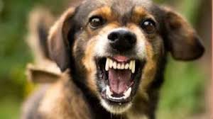 कुत्ता काटने के बाद सबसे पहले क्या करें? जानें उन 7 जरूरी सवालों के जवाब जो हर किसी को जानना चाहिए