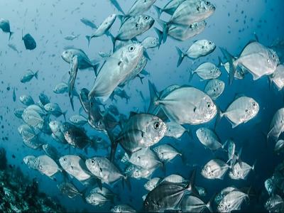 इंसानों के बाद अब मछलियों का भी बनेगा आधार कार्ड, जाने आखिर क्यों सरकार को उठाना पड़ा ये कदम