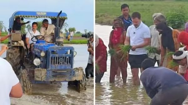 अचानक किसानों के बीच पहुंचे राहुल गांधी, चलाया ट्रैक्टर और खेतों में रोपे धान, देखें तस्वीरें