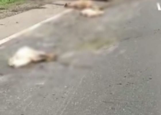 ACCIDENT : सड़क पर खून ही खून : तेज रफ्तार बस 17 मवेशियों को रौंदा, हुई मौत, मौके पर पहुंची पुलिस