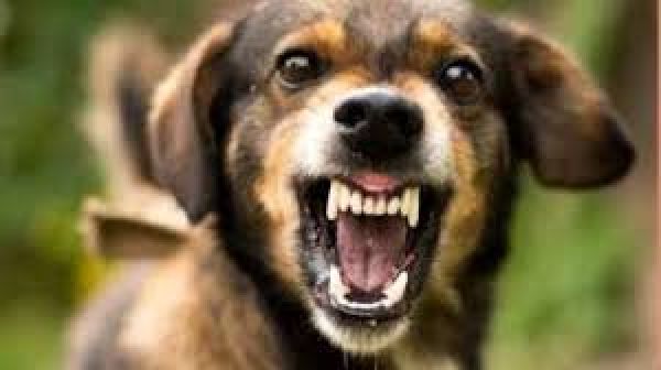 कुत्ता काटने के बाद सबसे पहले क्या करें? जानें उन 7 जरूरी सवालों के जवाब जो हर किसी को जानना चाहिए